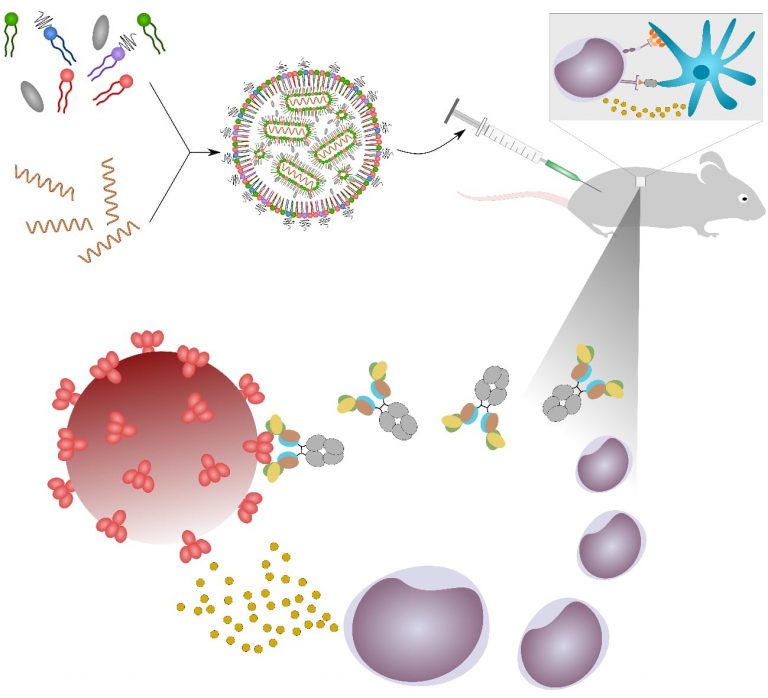 Rnas Vaccines Mrna Cirrna And Sarna Dan Peer Lab