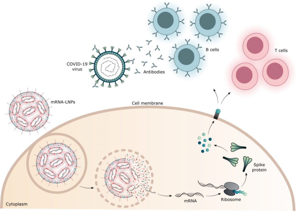 mRNA Vaccines: Using Tiny Particles to Fight Viruses - Dan Peer Lab